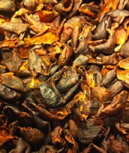 cascara