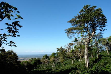 Jaramillo