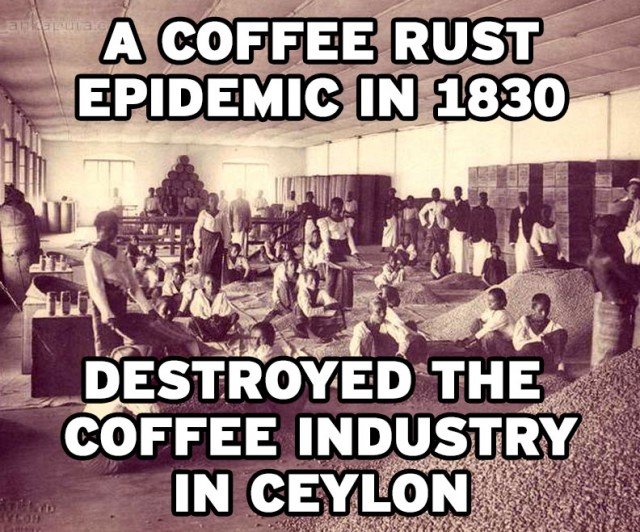 11 Shocking Facts About Coffee Leaf Rust Everyone Should Know