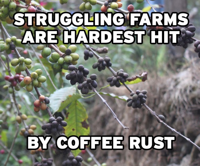 11 Shocking Facts About Coffee Leaf Rust Everyone Should Know