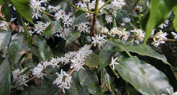 This Next Level Coffee Blossom Tea Will Make You Cry