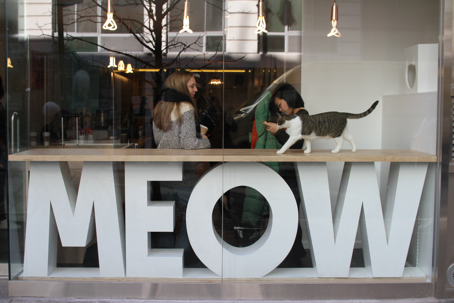 NYC's First Feline Cafe Is A Catastrophe!