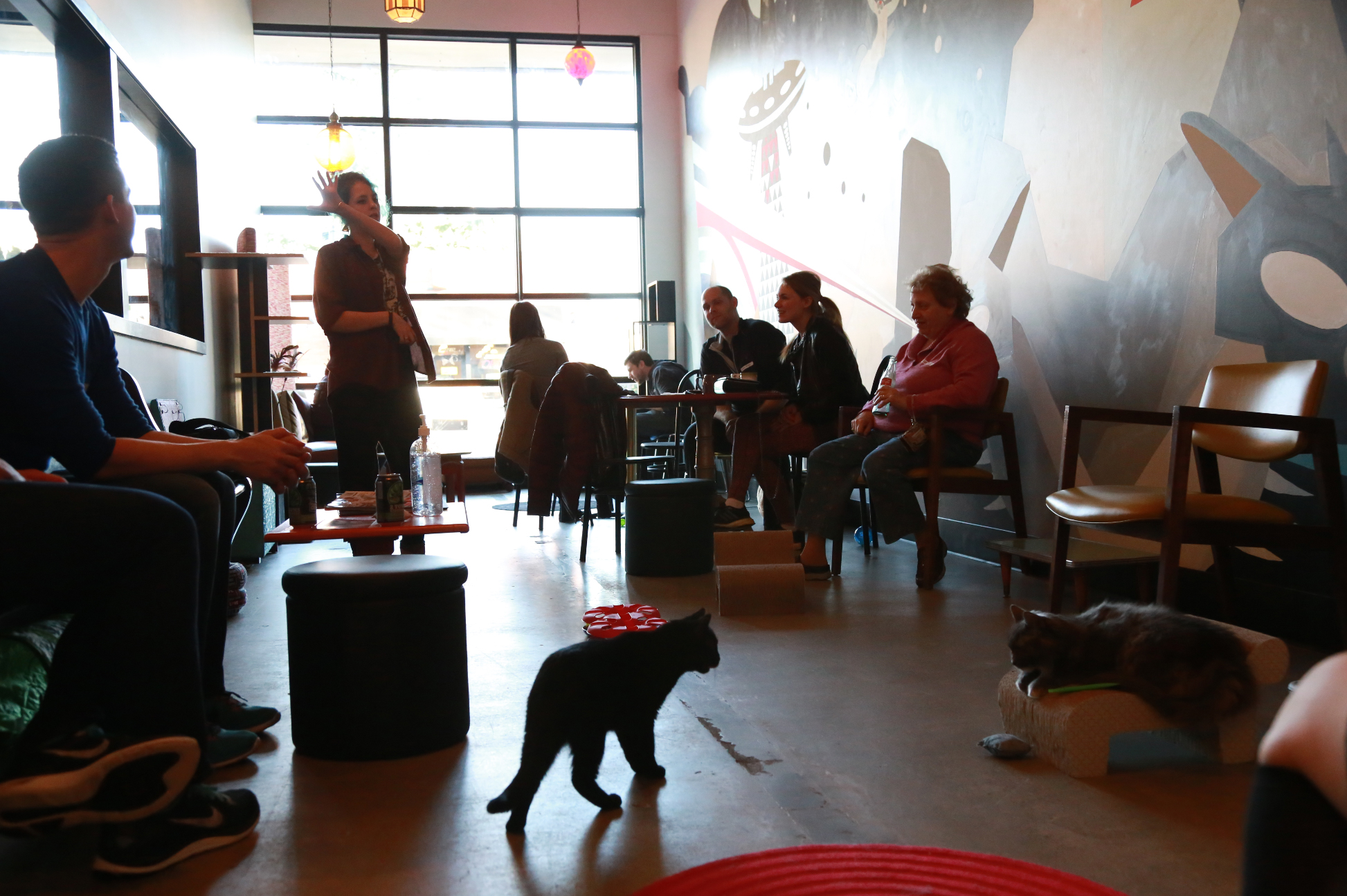 Inside Purringtons Cat Lounge, Portland's Very First Cat Cafe