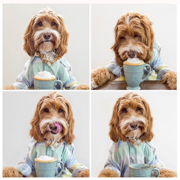 coffee on instagram @reagandoodle dog labradoodle interview almond milk sprudge