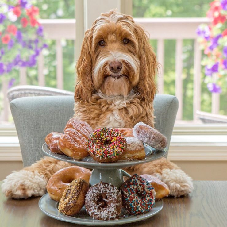 coffee on instagram @reagandoodle dog labradoodle interview almond milk sprudge