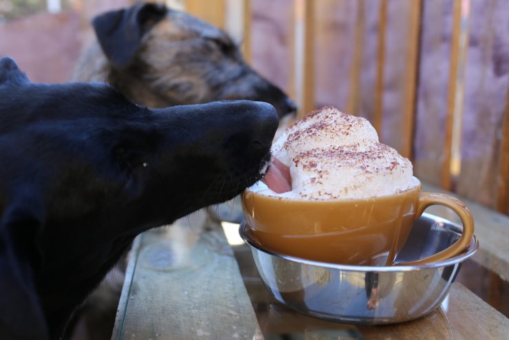 dog house melbourne collingwood victoria cafe rosso roasting company coffee sprudge