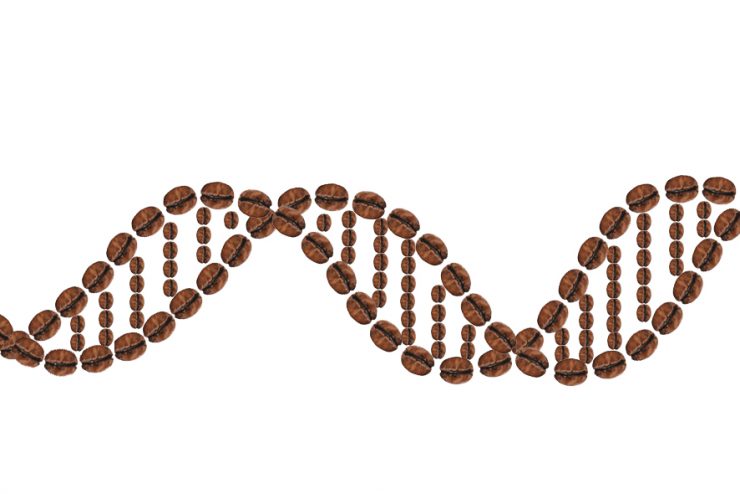 beans2