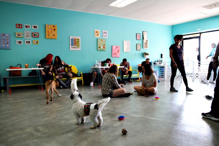 the dog cafe los angeles silver lake california hounds and grounds coffee company dogs drink coffee cafe sprudge