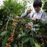 light up coffee roasters japan ulian bali farm production sprudge