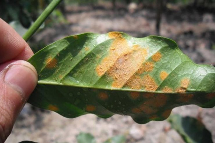 leaf-rust