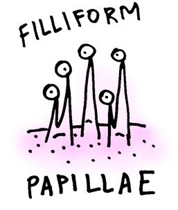 filliform-papillae
