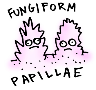 fungiform-papillae