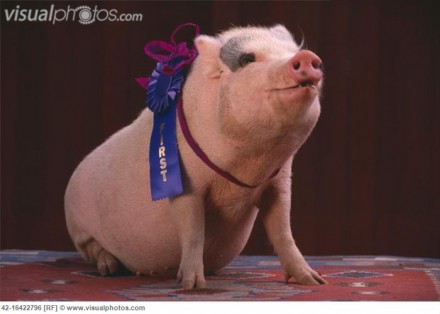 Prize-Winning Pig