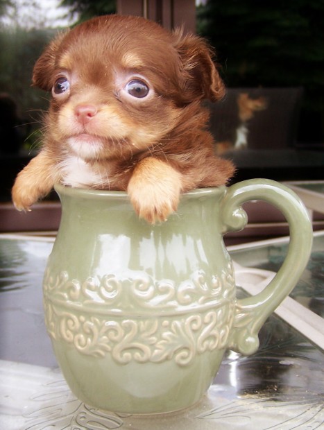 puppy-coffee-1