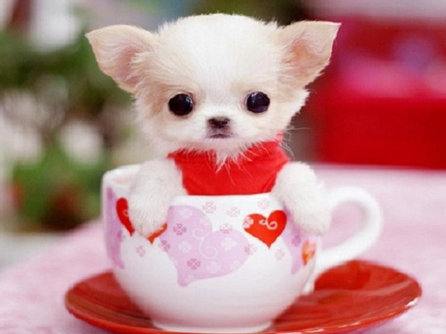 chihuahua in cup