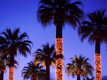 put_up_Christmas_lights_palm_tree_wallpaper_1200x900