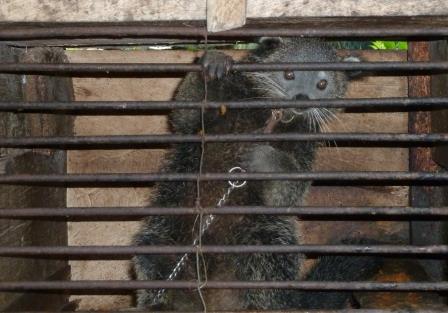 Kopi Luwak Animal Abuse Is Real, And It's Getting Worse