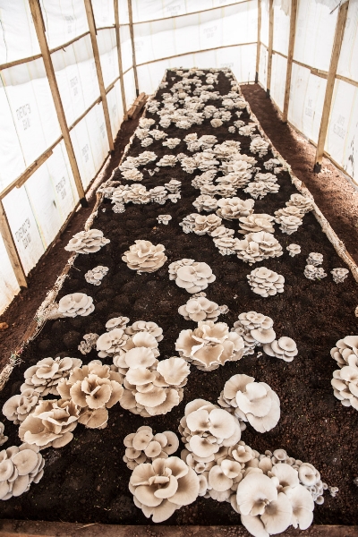 mushrooms rwanda