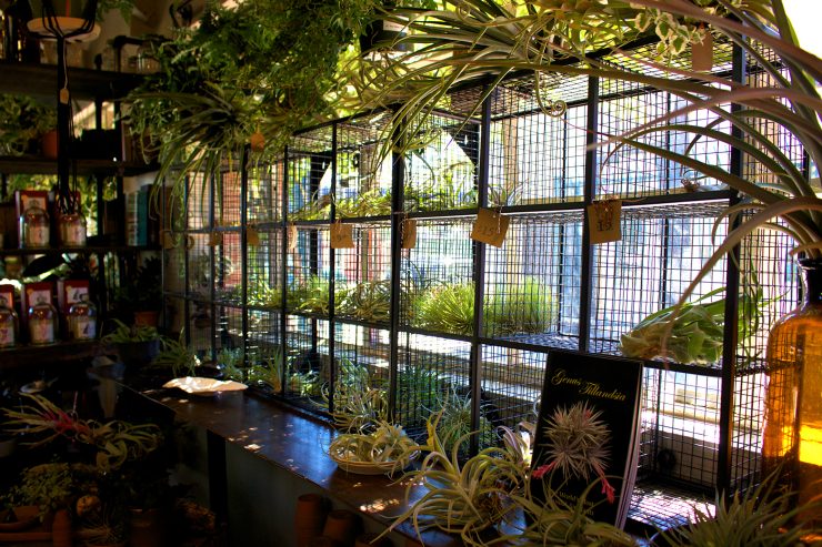 Bay Area Coffee Succulents-crimson-air-plant-display