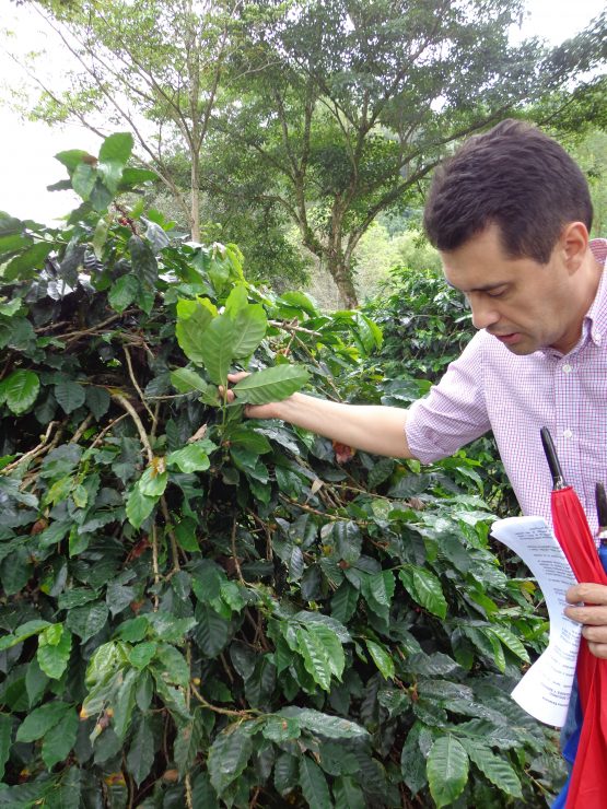 Alvaro Gaitan examining a coffee tree for Coffee Leaf Rust