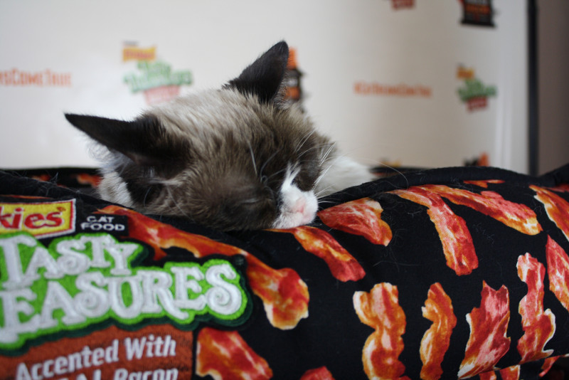 sleeping grumpy cat with bacon