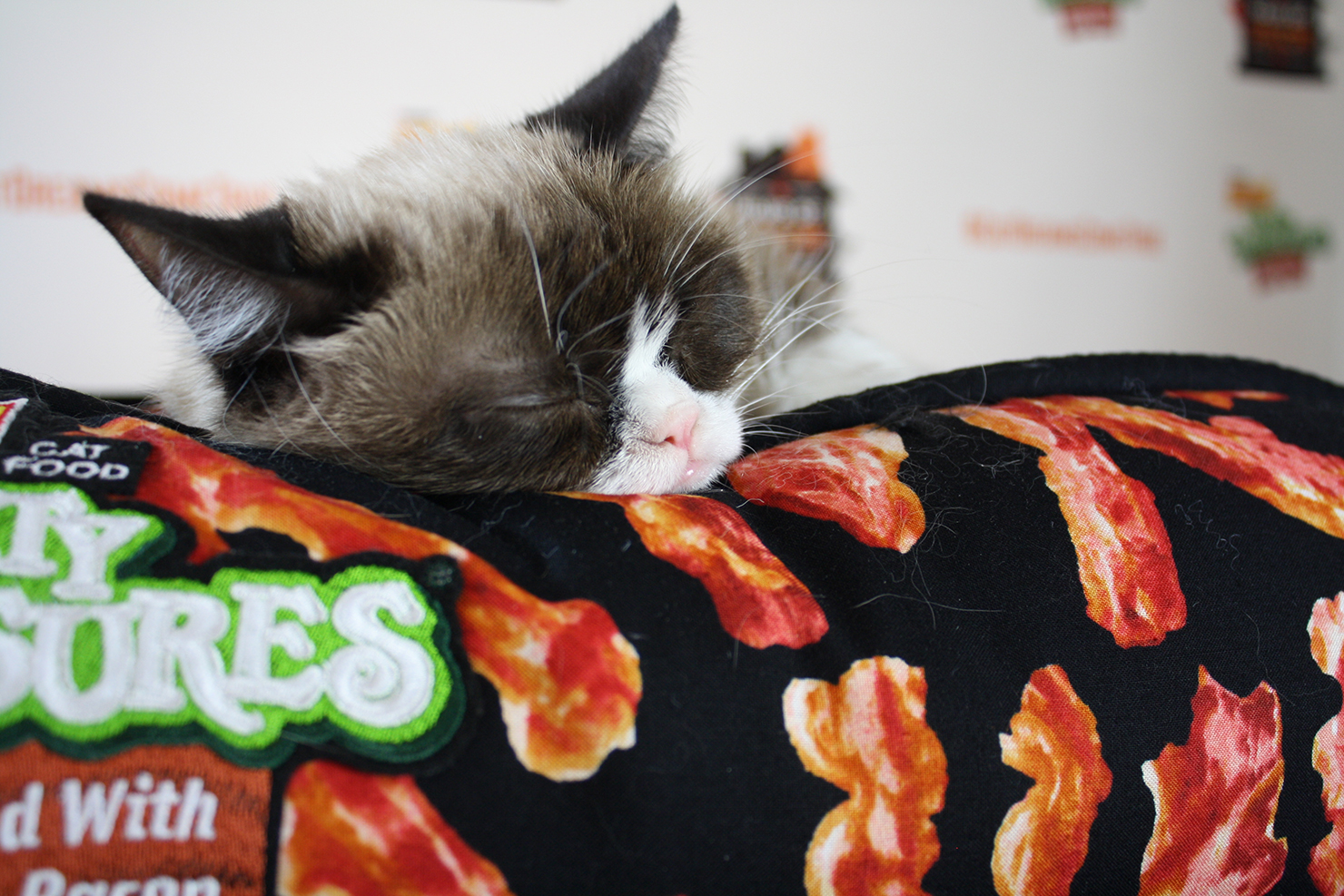 sleeping grumpy cat with bacon