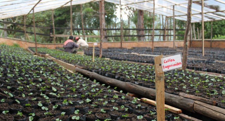 eugenioides finca inmaculada camilo merizalde intelligentsia sprudge