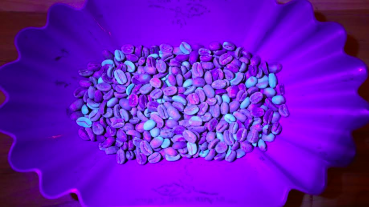Natural coffee with defects can reflect under UV light. 