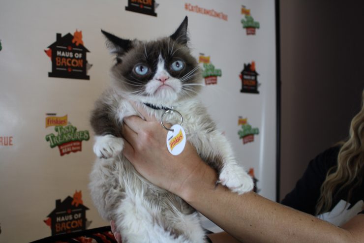 Grumpy Cat Successfully Sues Coffee Company For $700,000 | Sprudge Coffee