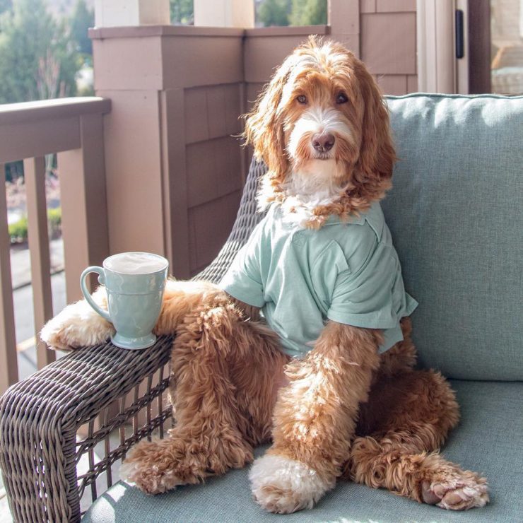 coffee on instagram @reagandoodle dog labradoodle interview almond milk sprudge