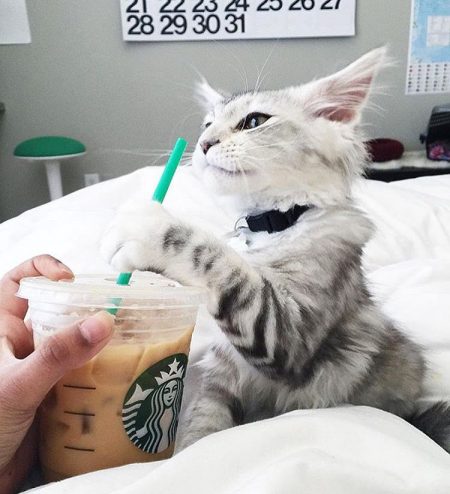 @kittiesncoffee cats and coffee kitties instagram interview sprudge