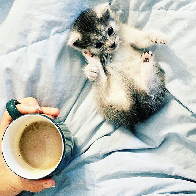 @kittiesncoffee cats and coffee kitties instagram interview sprudge