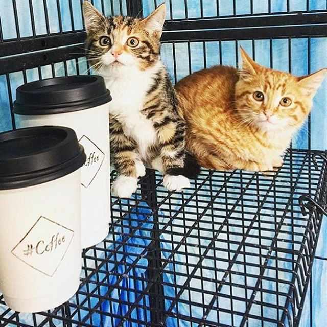 @kittiesncoffee cats and coffee kitties instagram interview sprudge