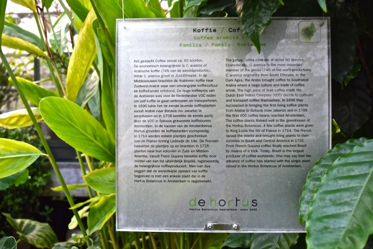hortus botanicus amsterdam netherlands holland dutch coffee plant sprudge