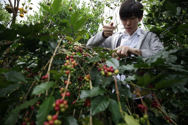 light up coffee roasters japan ulian bali farm production sprudge