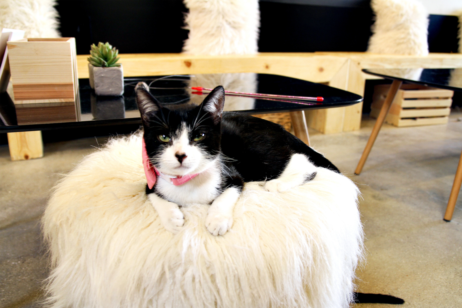 There's Finally A Cat Cafe In Los Angeles At Crumbs & Whiskers