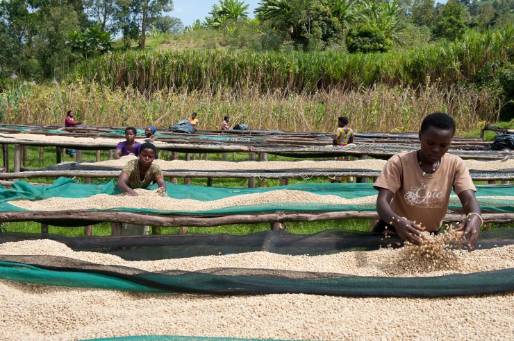 women coffee farmers production international trade centre female africa south america sprudge