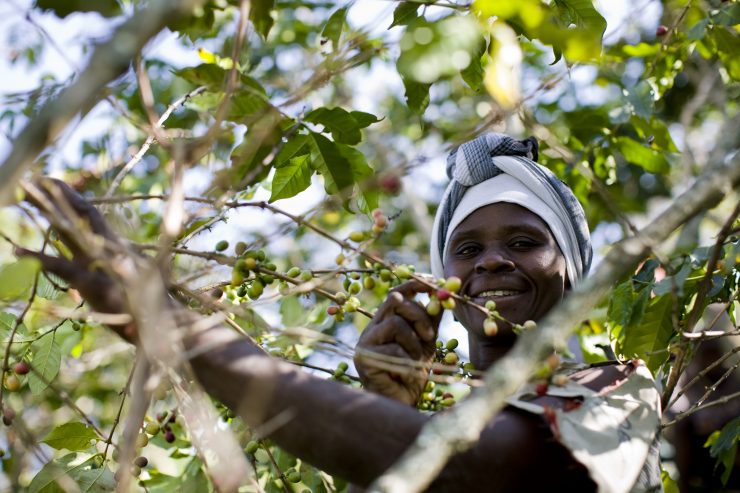 women coffee farmers production international trade centre female africa south america sprudge