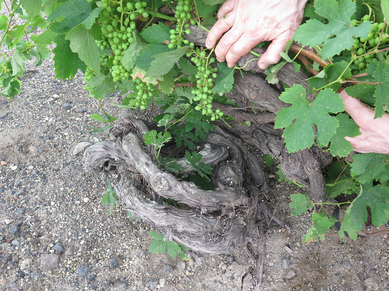 santorini basket vine 1