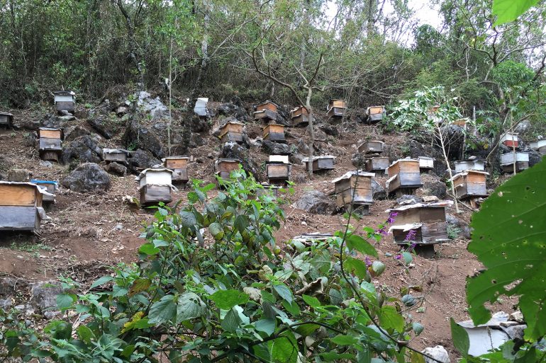 Colombia coffee farm with bee hives