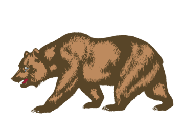 bear 2