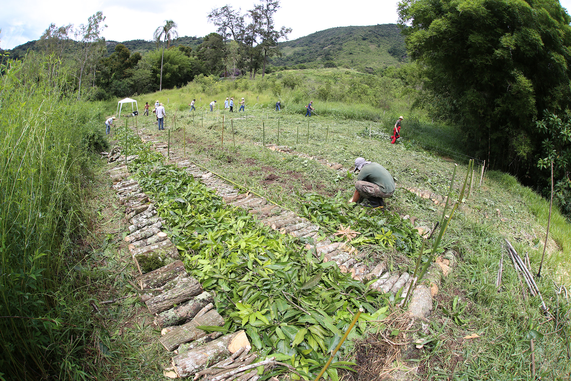 syntropic farming juliana ganan brazil