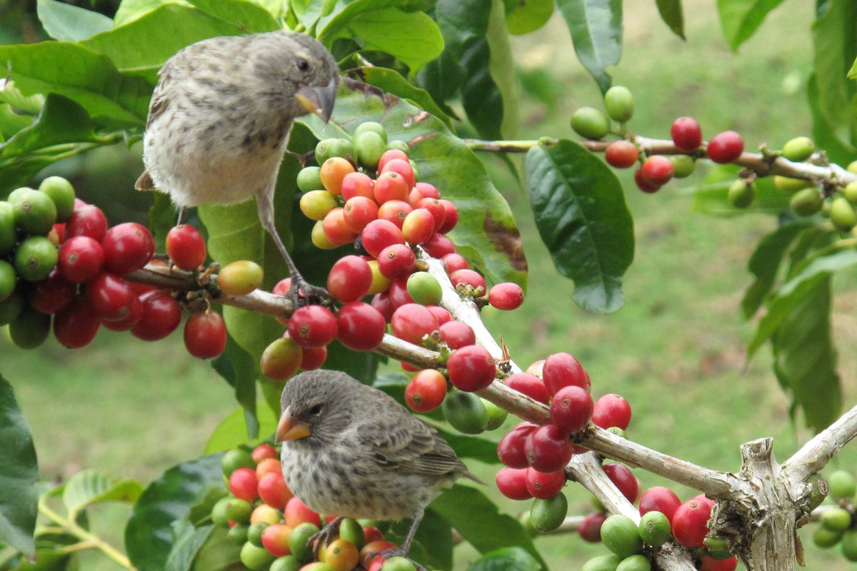 Arabica Vs Robusta Which Trees Are Better For The Birds