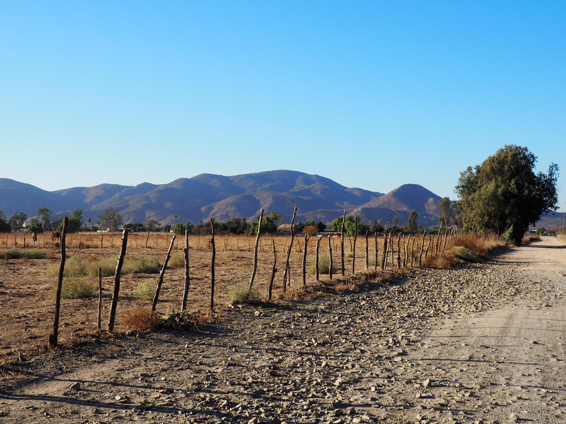 mexican wine valledeguadalupe