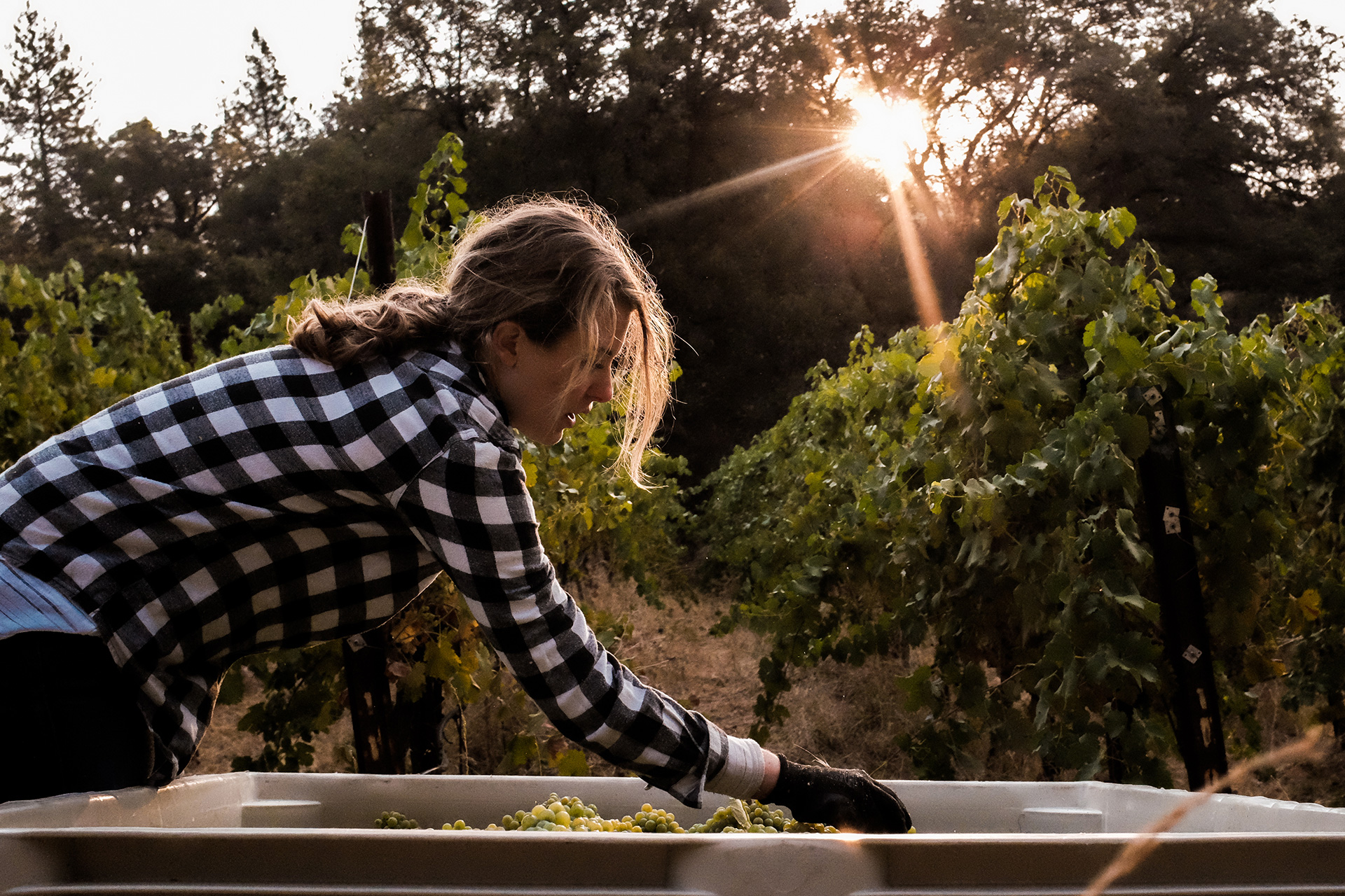 woman owned wineries jennifer reichardt of raft wines during harvest ben coffman