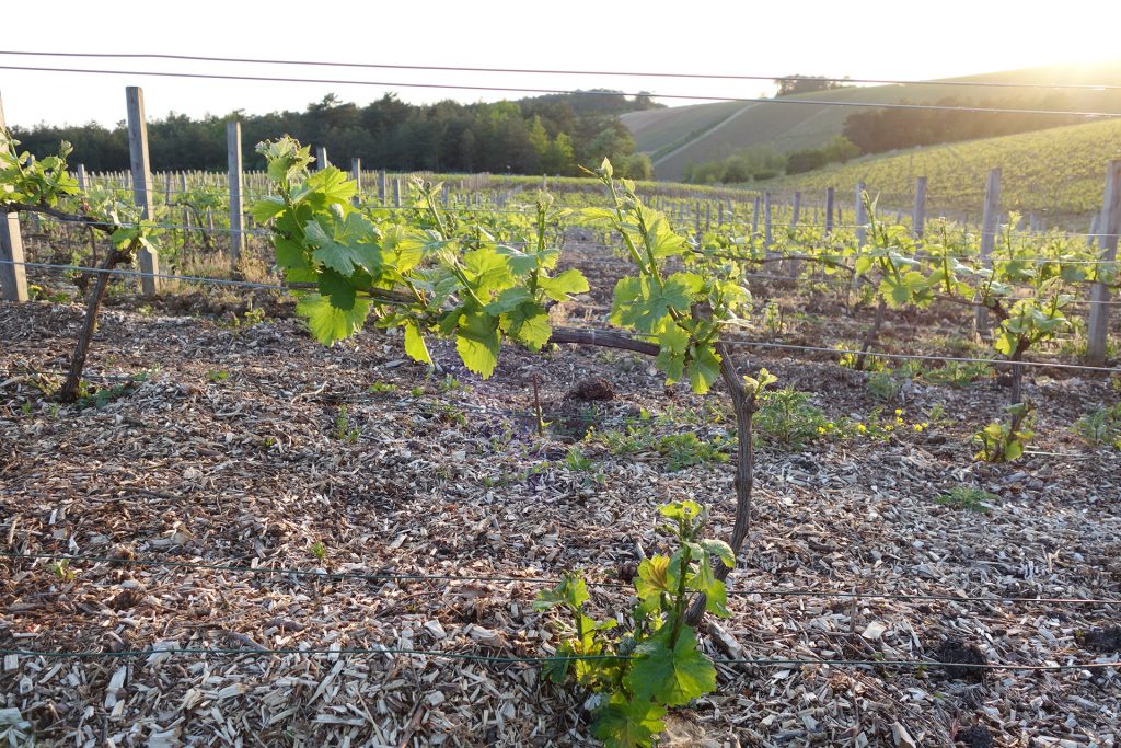 champagne fleury vine training 1024x683