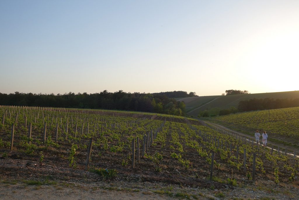 champagne fleury vines 1024x683