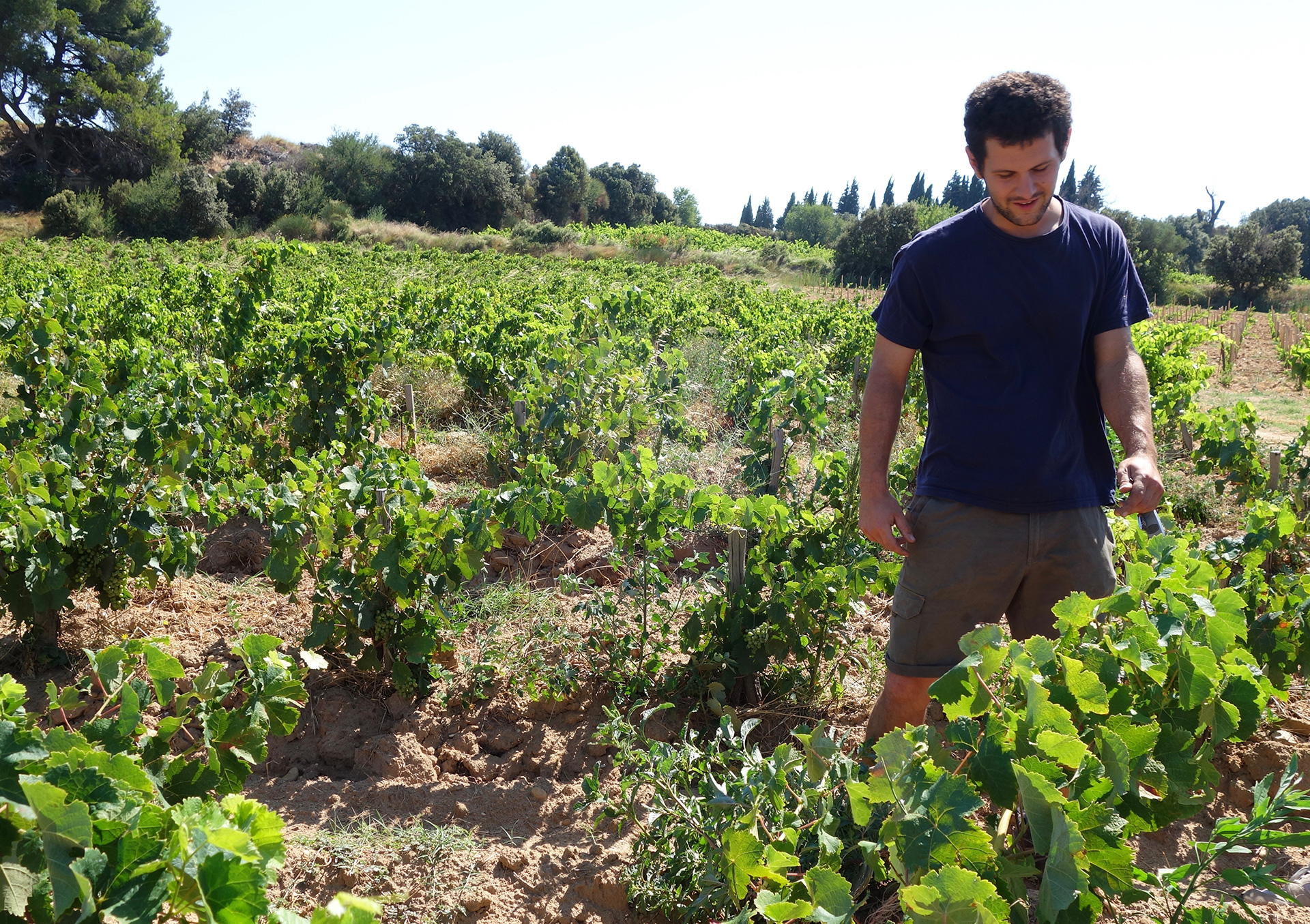 thibault pfifferling in new tavel parcel clairette rose cincault grenache