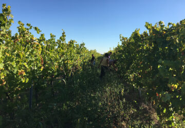 harvesters in champ des alouettes riesling christian binner