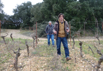 olivier cohen pascal cohen in vines